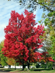 Autumn Falling Leaves Fall Colors in Wisconsin